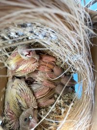 Junge Gouldamadinen im Nest