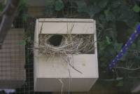 Nest Dornastrilde