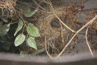 Freistehendes Nest