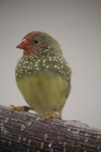 IMG_8865