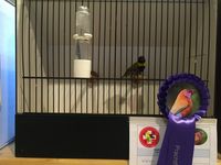 Kategoriensieger Kleiner Kubafink