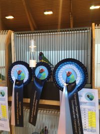 Champion Gegengeschlecht